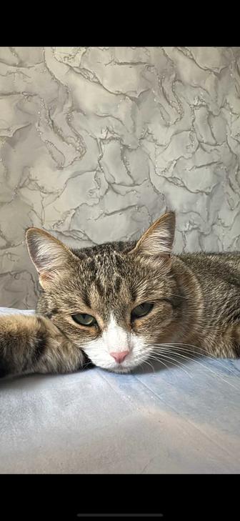 Пропала кошка