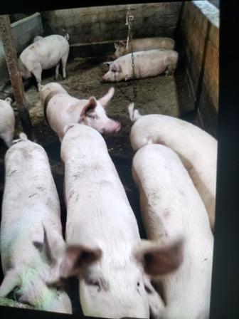 Продам мясо