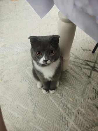 Британская кошка