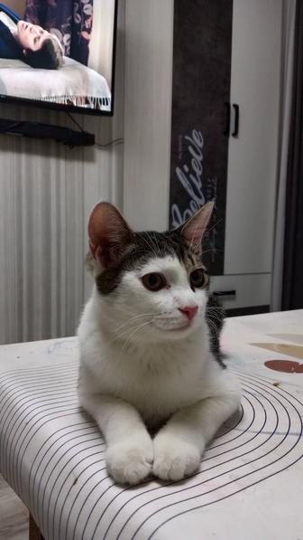 Отдам бесплатно кота