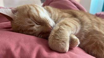 Отдам кота в добрые руки