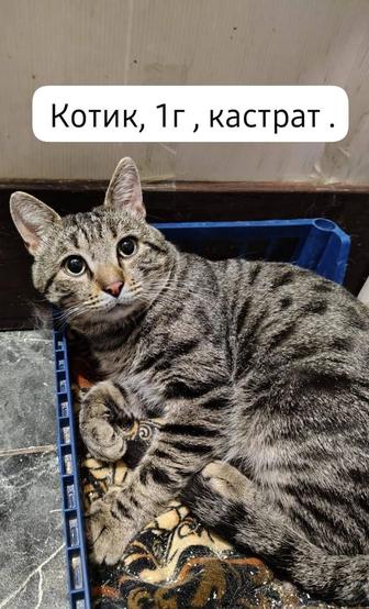 Кот Василий кастрат