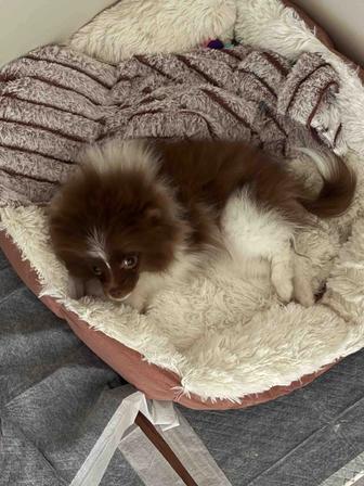 Пропала померанский шпиц