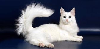 Возьму котенка Турецкого Ангора