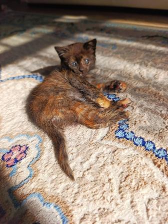 Котенок в добрые руки