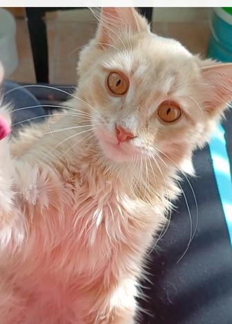 Солнечный котенок ищет ответственных котородителей