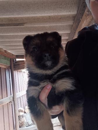 Щенки немецкой овчарки