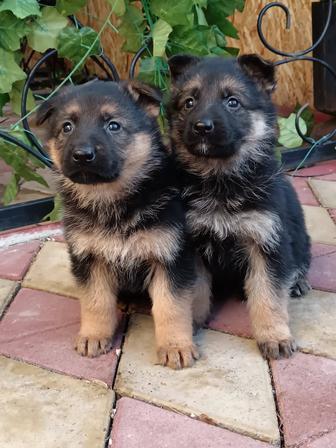 Щенки немецкой овчарки