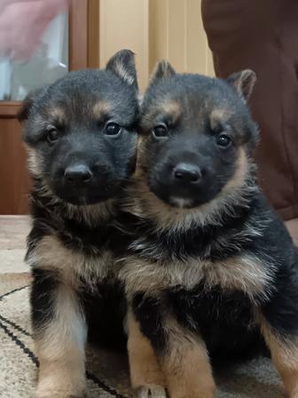 Щенки немецкой овчарки