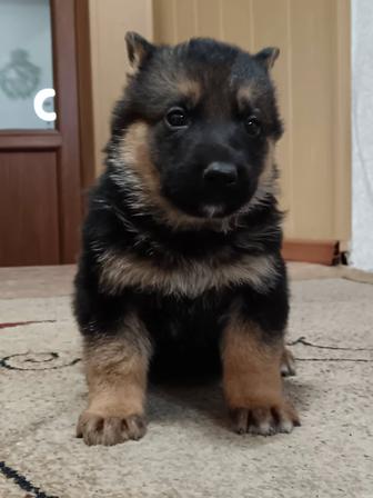 Щенки немецкой овчарки