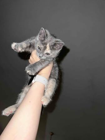 Котенок scottish страйт