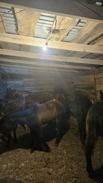 Продам жеребят на соғым