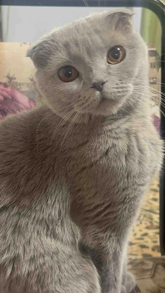 Шотландская вислоухая