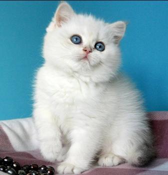Котята Шиншиллы продам