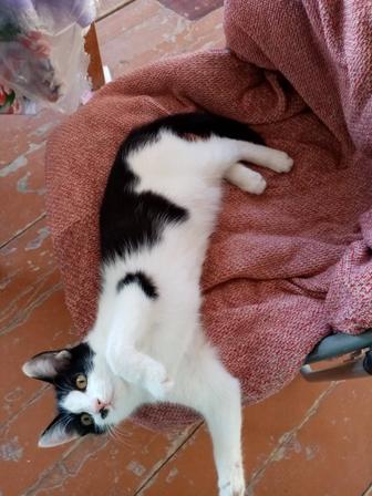 Котенок, ласковая девочка мамина радость. 4 месяца, к лотку приучена