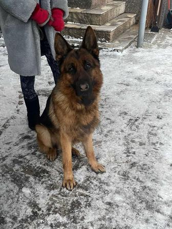 Кабель овчарки ищет невесту