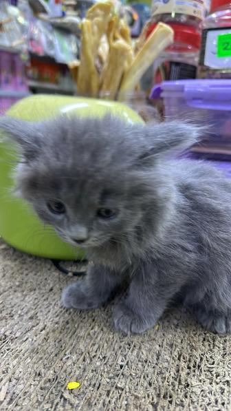 Продаются котята шотландцы