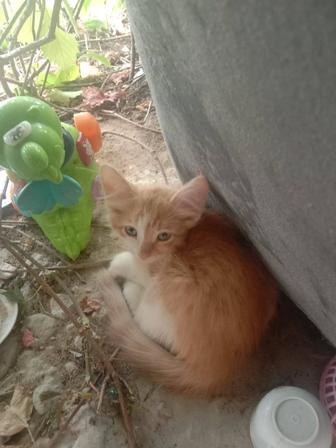 Котята Отдаются в добрые руки чудо рыжики маленькие солнышки котята девочки