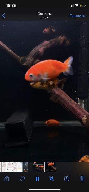 Золотая рыбка Ранчу