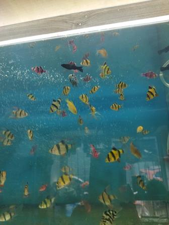 Аквариум с фильтром