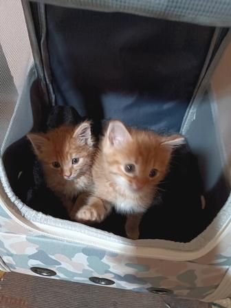 Кошечки