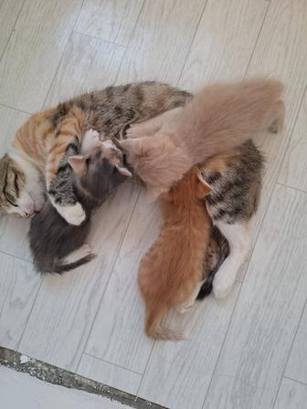 Маленький котики