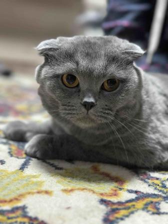 Отдам даром Кошку