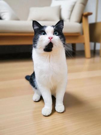 Ищет дом необыкновенный котик Аро - ласковый, умный и очень трогательный.