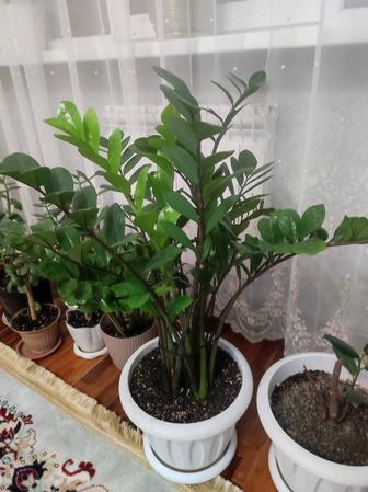 Комнатные цветы