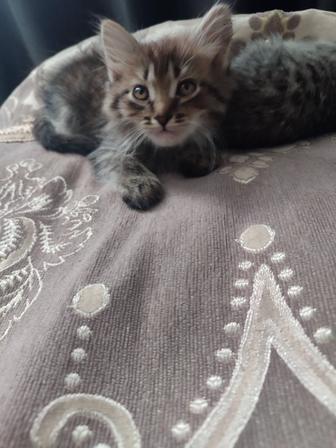 Продам котят породы папа шотландский мама скотишь фолд прямоухие два мальчи