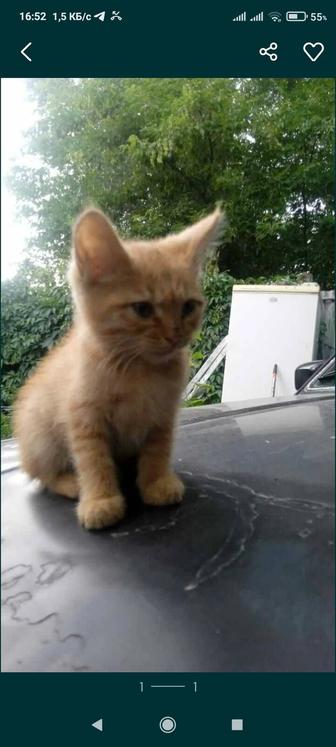 рыжий котенок 1,5 мес