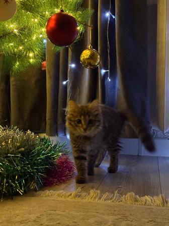 Отдам котенка в добрые руки