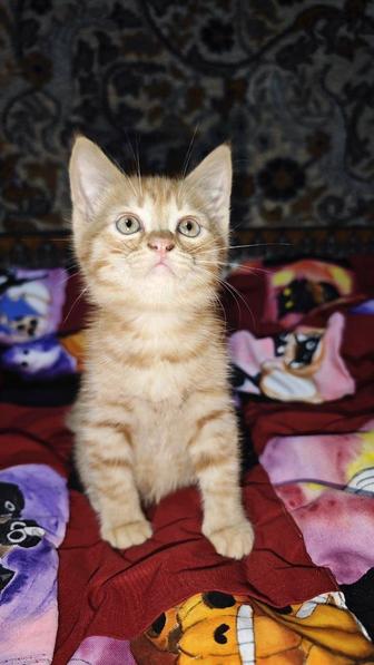 Отдам милейшних котят