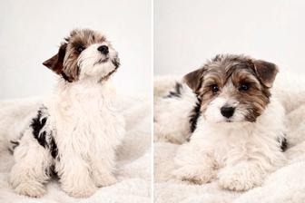 Продается щенок породы бивер йорк