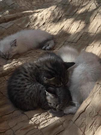 Отдам котят бесплатно