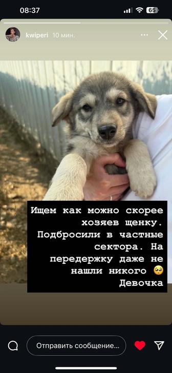 Отдам щенка в хорошие руки девочка