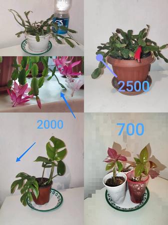 Хойя и другие цветы