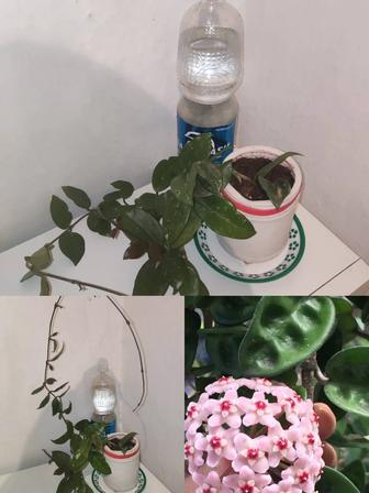 Хойя и другие цветы