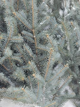 Еловые веточки лапки голубой ели