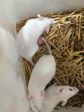 Голыши кормовых мышей