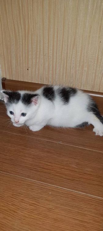 Отдам котят