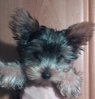 Йоркширский терьер Чистокровные с ДОКУМЕНТАМИ клеймом