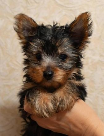 Йоркширский терьер Чистокровные с ДОКУМЕНТАМИ клеймом