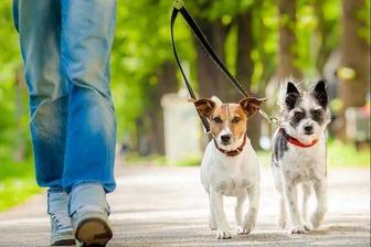 Выгулка собак всех пород