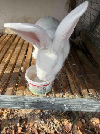 Продам кроликов порода Фландерман