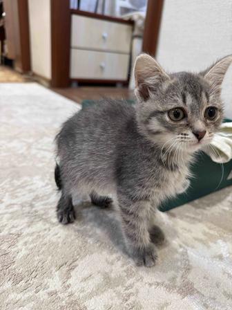 Отдам котенка в добрые руки