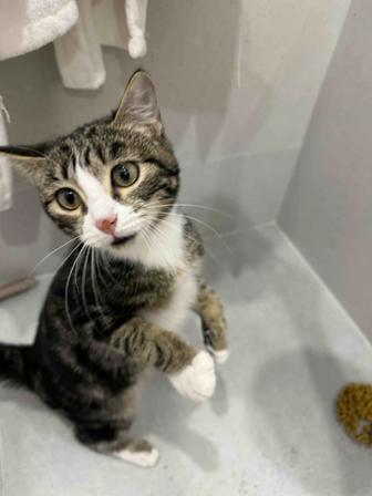 Отдам котенка