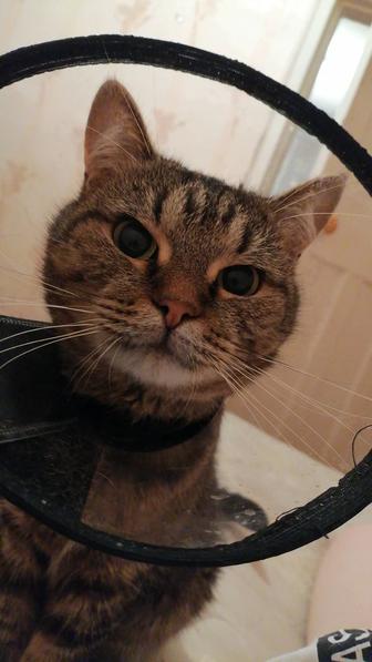 Отдам в добрые руки кота