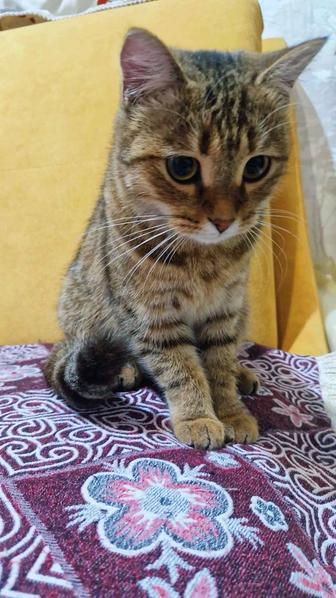 Отдам даром животные кошки