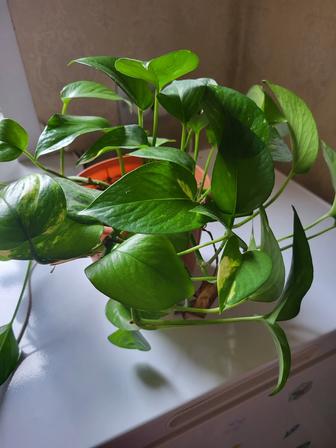 Цветы комнатные по 1000